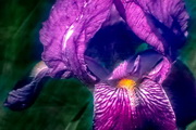 Iris symphony